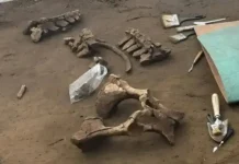 monastyr rossii obnaruzhil ostanki mamonta epohi kamennogo veka-ekaterinburgu-ru-0