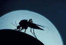 sechenovskij universitet i rospotrebnadzor obsudili zashhitu ot komarov-ekaterinburgu-ru-0