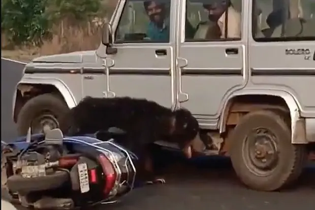 Вводная картинка