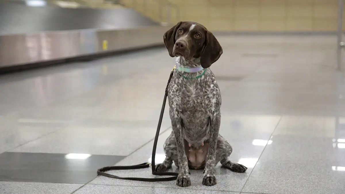 Какие симптомы аллергии бывают у собак