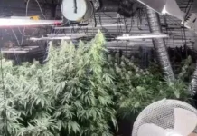 zhitel himok zaderzhan s konoplej gashishem i pistoletom-ekaterinburgu-ru-0