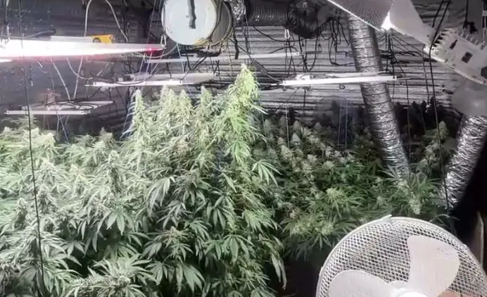 У жителя Химок, выращивавшего коноплю, нашли гашиш, пистолет и патроны