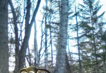 Харза и леопард Leo 327M встретились в Приморье harza i leopard 327 vstretilis v primore-ekaterinburgu-ru-0