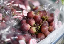 universitet zapadnoj novoj anglii izuchaet vinograd dlya kozhi-ekaterinburgu-ru-0