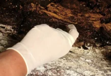 v paderborne arheologi obnaruzhili bloknot i shelkovuyu bumagu-ekaterinburgu-ru-0