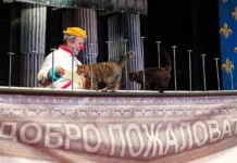 mosbilet pomogaet bezdomnym koshkam stat zvezdami teatra kuklacheva-ekaterinburgu-ru-0