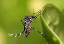 pentagon podtverdil opyty s komarami kak biooruzhiem v gazete-ekaterinburgu-ru-0