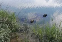 Спасатели на Ставрополье подняли авто с телами людей из водоема spasateli na stavropole podnyali avto s telami lyudej iz vodoema-ekaterinburgu-ru-0