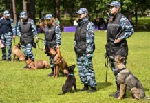 В Москве прошел фестиваль служебных собак: День кинолога с питомцами v moskve proshel festival sluzhebnyh sobak den kinologa s pitomczami-ekaterinburgu-ru-0