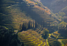 Берта Сантуш, CNA и Avadouriense делятся оптимистичным взглядом на портвейн berta santush i delyatsya optimistichnym vzglyadom na portvejn-pux-su-175214695200-0