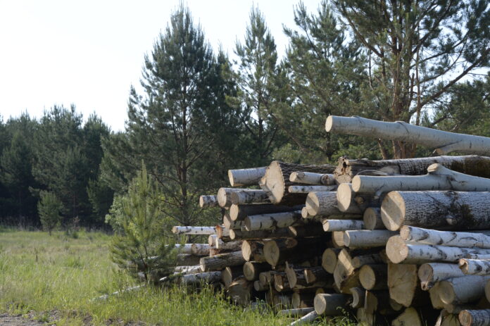 Денис Мамонтов и Вероника Русинова отмечают плоды бережного отношения к лесам Свердловской области-0