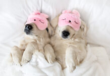 Елена Царева и Владимир Мартынов делятся советами против недосыпа TwoGoldenRetrieverDogsSleepingInPinkSleepingMaskTop