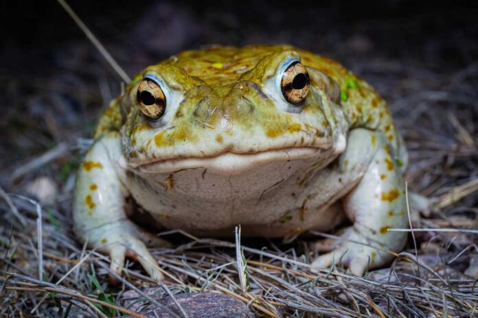 institut usona i anni ortis obyasnyayut neobhodimost zashhity i 5-pux-su-175257164000-0