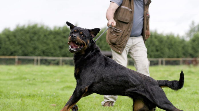 ivan solovyov i mihail mishustin obsuzhdayut mery dlya vladelczev bojczovyh sobak-pux-su-175261349000-0