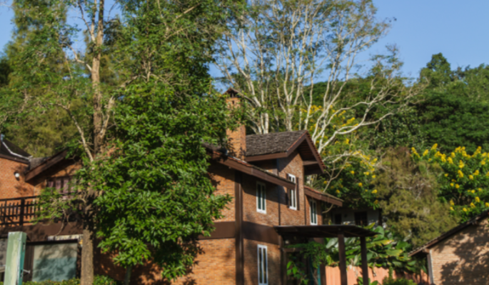 Нельзя сажать эти 4 дерева на своем участке – опасно: об этом предупреждал еще известный селекционер Мичурин