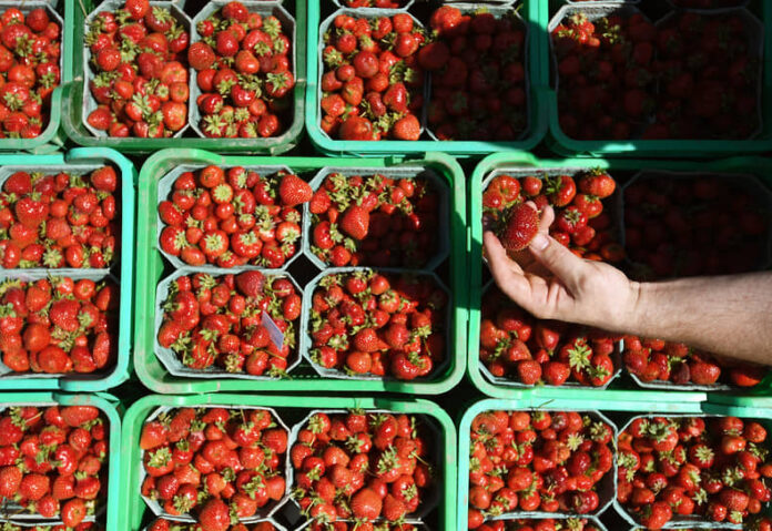 izmeneniya na rynke yagod i fruktov soglasno dannym chek indeks platformy ofd i -pux-su-175186108700-0