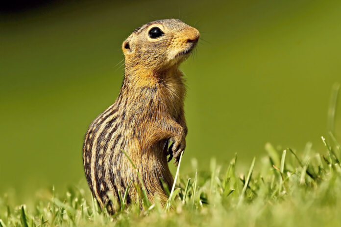 kak majnot i speczialisty tipa kevina braatena otrazhayut nashestvie suslikov-pux-su-175283647800-0