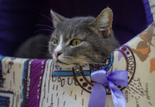 Кошатники выигрывают в Национальной Лотерее чаще, чем собачники Выставка-пристройство животных из приюта Спецпроект Четвероногий друг на Цветном бульваре