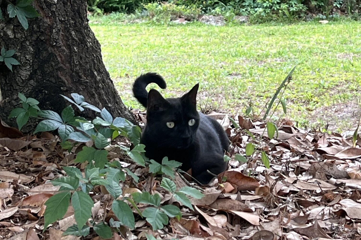 Кот Пеппер и Джон Ледники из Университета Флориды сделали уникальное открытие-0