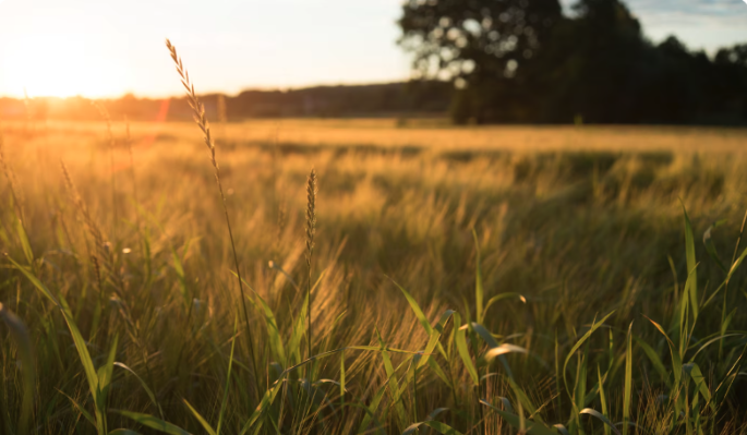 Что нельзя делать 11 июля, в Крапивное заговенье, чтобы сохранить счастливый брак
