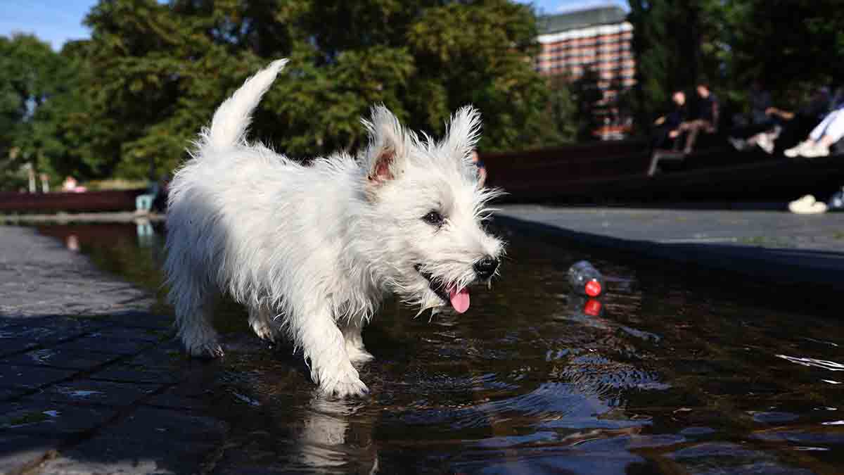 Погода в Москве: 12 и 13 июля