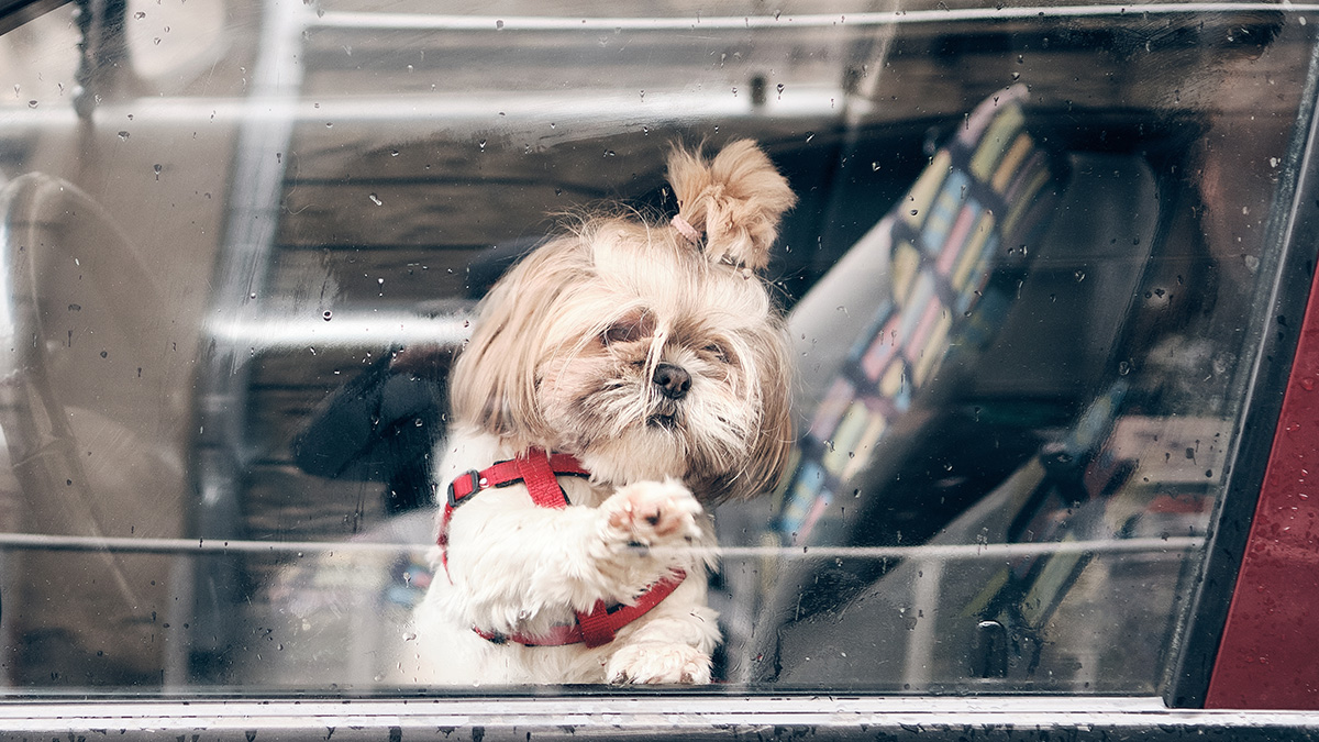 Зачем в России хотят ввести учет домашних животных и какие у этого плюсы