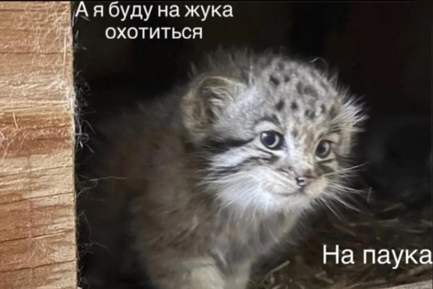 Мем с манулом, Джоном Сноу и Сергеем Трофимовым покоряет интернет-пространство-0