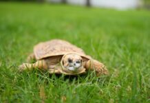 Московский зоопарк пополнили пума Геркулес и более 100 новых животных moskovskij zoopark popolnili puma gerkules i bolee 100 novyh zhivotnyh-pux-su-175187678800-0