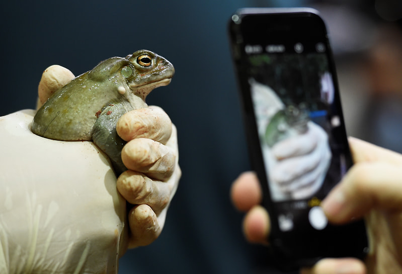 Ежегодная инвентаризация колорадских жаб в зоопарке Хагенбека в Гамбурге