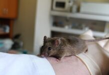 НМИЦ продемонстрировал возможность трансплантации стромы костного мозга nmicz prodemonstriroval vozmozhnost transplantaczii stromy kostnogo mozga-pux-su-175222481800-0