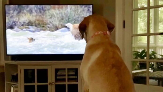 obernskij universitet sdelal optimistichnye otkrytiya o vliyanii tv na sobak-pux-su-175276559700-0