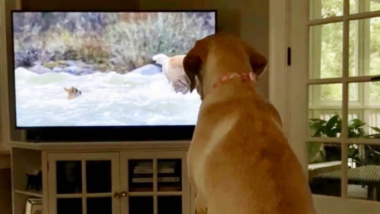 Обернский университет сделал оптимистичные открытия о влиянии ТВ на собак-0