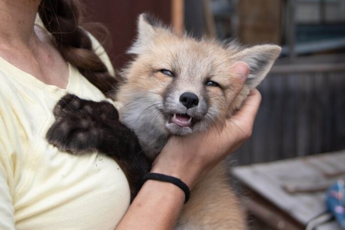 otkrytiya komandy yuriya gerbeka iz ficz iczig so ran o roli vitamina a v evolyuczii cheloveka-pux-su-175207547000-0