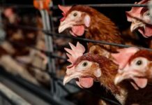 Росптицесоюз и Минсельхоз разрабатывают стратегии для помощи птицеводам России rospticzesoyuz i minselhoz razrabatyvayut strategii dlya pomoshhi pticzevodam rossii-pux-su-175265061500-0