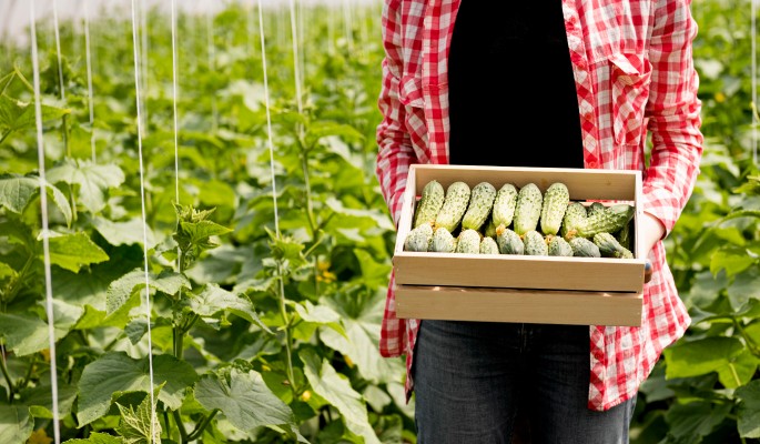 Если бы вы знали этот секрет раньше, ваши огурцы росли бы с невероятной скоростью!