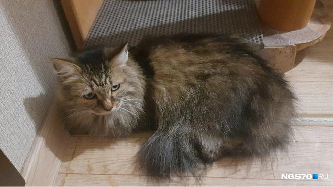 Вот с такой несчастной мордочкой Маня ждала своих котородителей | Источник: Анастасия Харламова / NGS70.RU