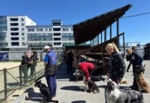 Татьяна Каюмова, Уран и бордер-колли одержали победу в Екатеринбурге tatyana kayumova uran i borderkolli oderzhali pobedu v ekaterinburge-pux-su-175309672800-0