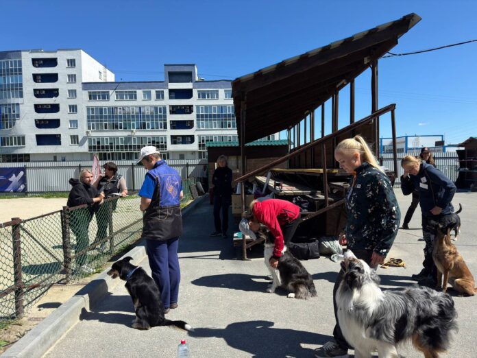 Татьяна Каюмова, Уран и бордер-колли одержали победу в Екатеринбурге-0