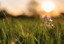 Традиции, запреты и добрые приметы Петрова дня 12 июля Петра и Павла tradiczii zaprety i dobrye primety petrova dnya 12 iyulya petra i pavla-pux-su-175227515700-0