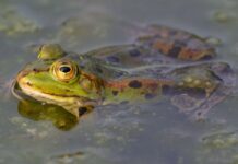 Ученые СПбГУ обнаружили, что Pelophylax esculentus редактирует гены uchenye spbgu obnaruzhili chto redaktiruet geny-pux-su-175257527700-0