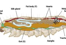 Университет Брэндона и Брайан Кассоне исследуют переработку пластика с Galleria mellonella universitet brendona i brajan kassone issleduyut pererabotku plastika s -pux-su-175230179900-0