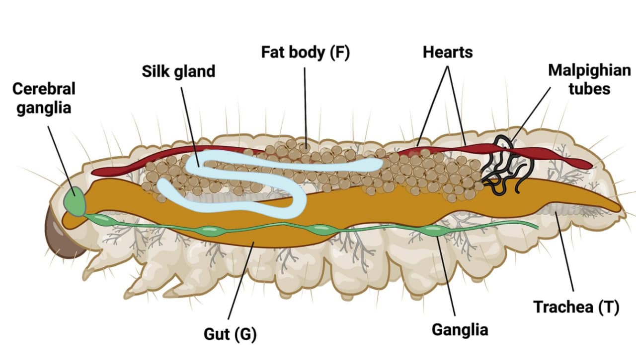 Университет Брэндона и Брайан Кассоне исследуют переработку пластика с Galleria mellonella-0