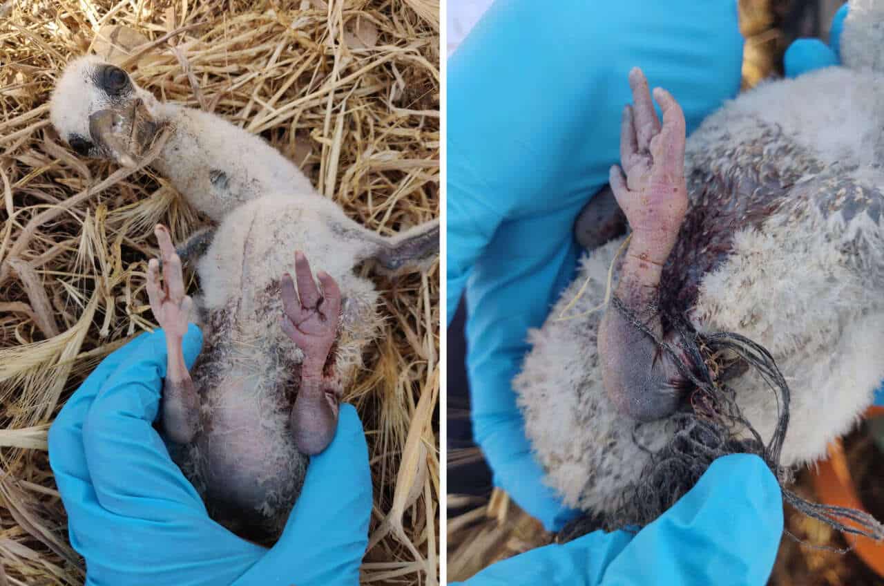 Университет Восточной Англии борется с пластиковыми угрозами для аистят-0