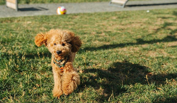 В Западном Дегунине сделали площадку для домашних животных