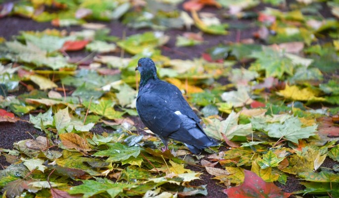 В свибловском сквере появился зеркальный голубь в шапочке с помпоном