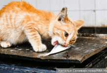 Владимир Бурматов выступает за традиции Петербурга, поддерживая кошек vladimir burmatov vystupaet za tradiczii peterburga podderzhivaya koshek-pux-su-175320908200-0