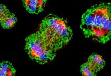 Выявлен ключ контроля агрессивного метастазирования трижды негативного рака груди через экзосомы vyyavlen klyuch kontrolya agressivnogo metastazirovaniya trizhdy negativnogo raka grudi cherez ekzosomy-pux-su-175222028500-0