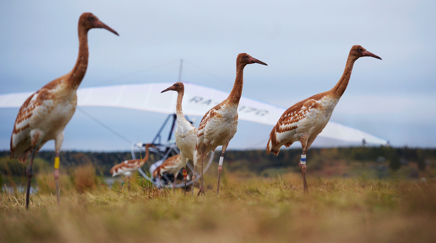 Жители Якутии сохраняют символ резервата «Куолума-Чаппанда» — «Полет стерха»-0