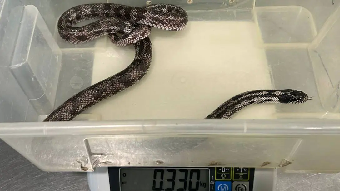 Прокуратура в Петербурге изъяла змей за их плохое содержание и показ за деньги