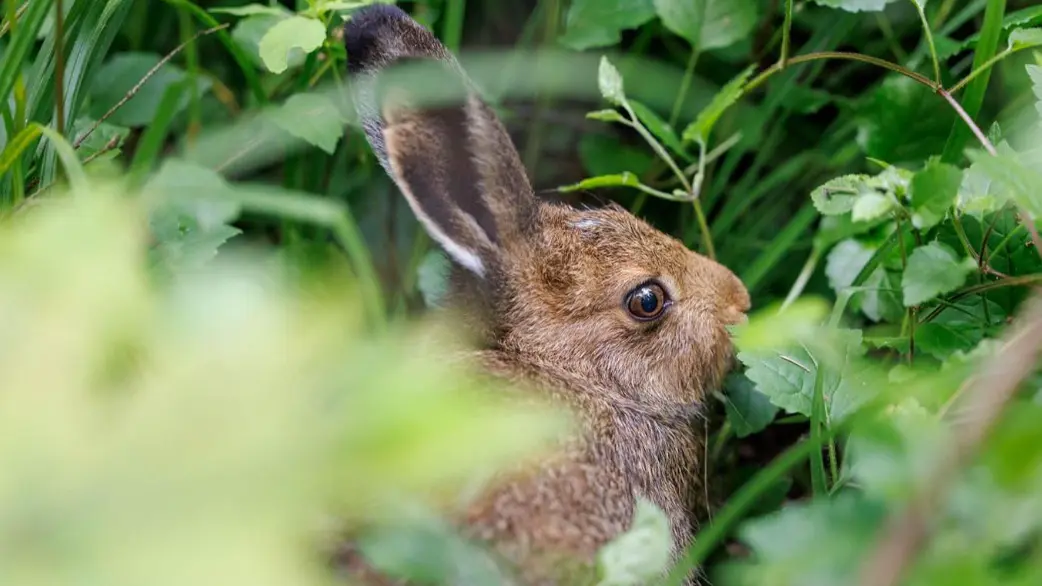 Как вести себя при встрече с зайчатами на зеленых территориях Москвы